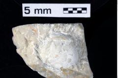 Foto (Detailansicht) von Goniodromites sp. (NHMW-GEO-1990-0041-0399)